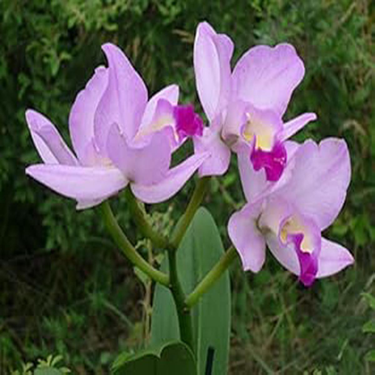 Light Pink Cattleya Flower Seeds for Planting Heirloom, Non-GMO, Organic Garden Seeds with High Germination