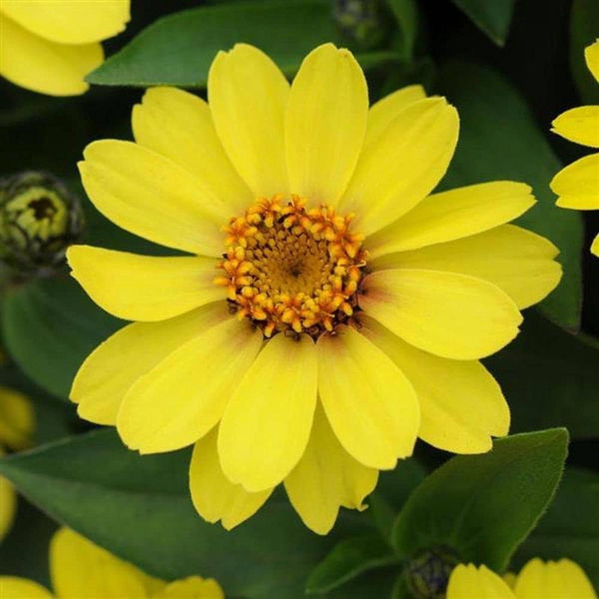 Light Yellow Zinnia Flower Seeds for Planting Non-GMO, Heirloom Garden Seeds
