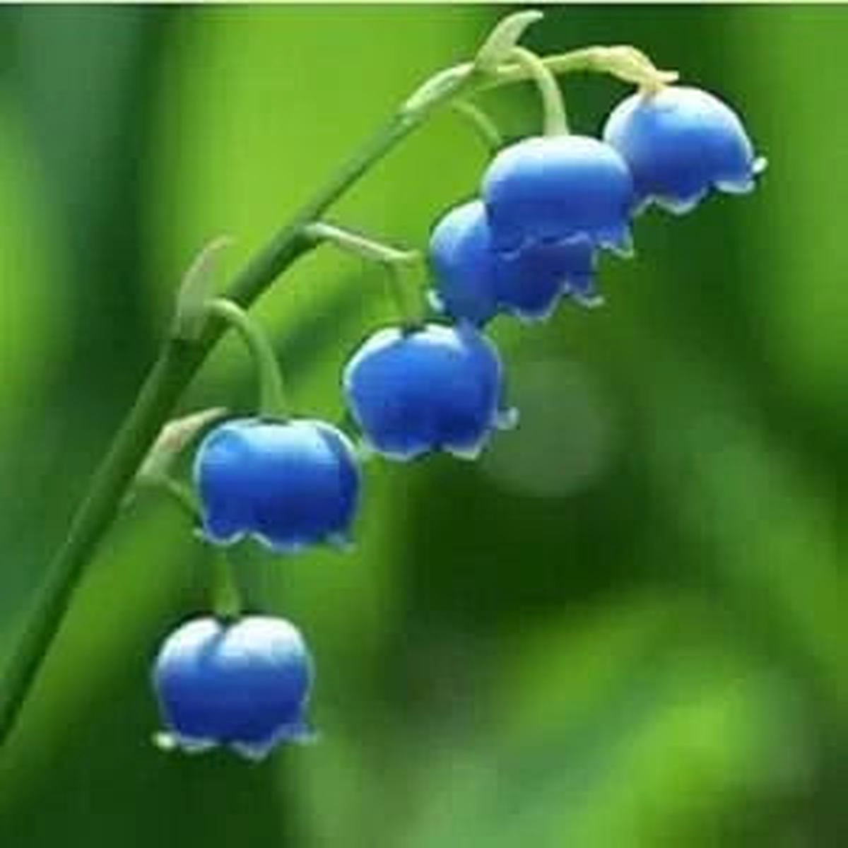 Maiglckchen Bell Orchid Flower Seeds