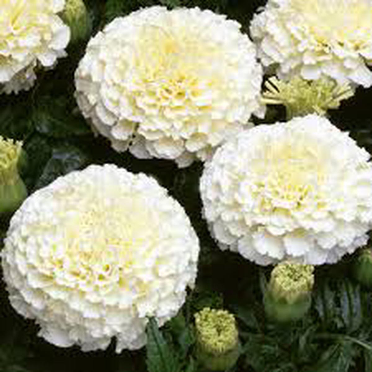 Marigold Flower Seeds for Planting Heirloom, Non-GMO, Easy to Grow, Creme Variety