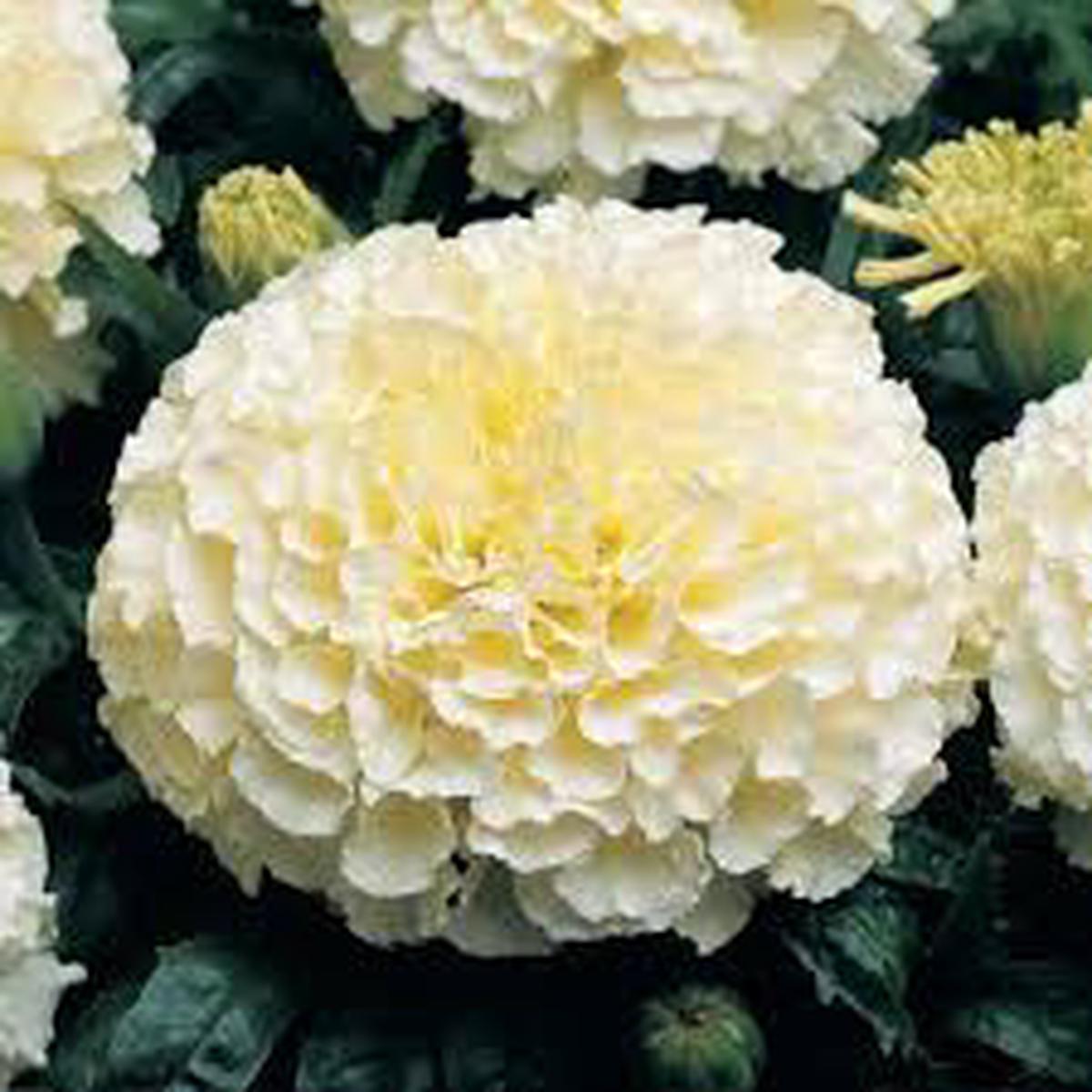 Marigold Seeds for Planting Heirloom, Non-GMO, Easy to Grow, White Variety