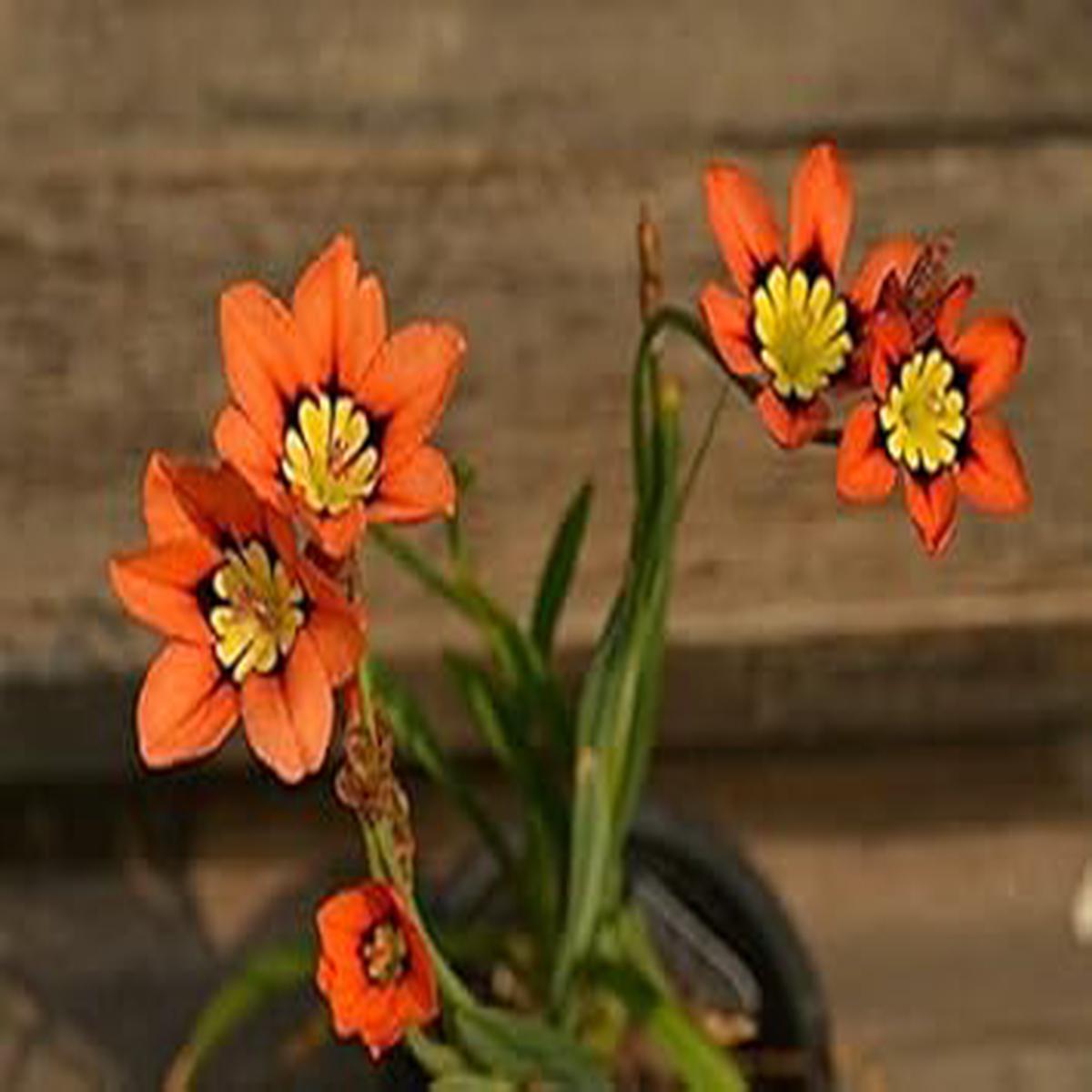 Orange Black Sparaxis Flower seeds for Planting - Cut Flower Favorite, Heirloom & GMO Free Seeds for Home Garden