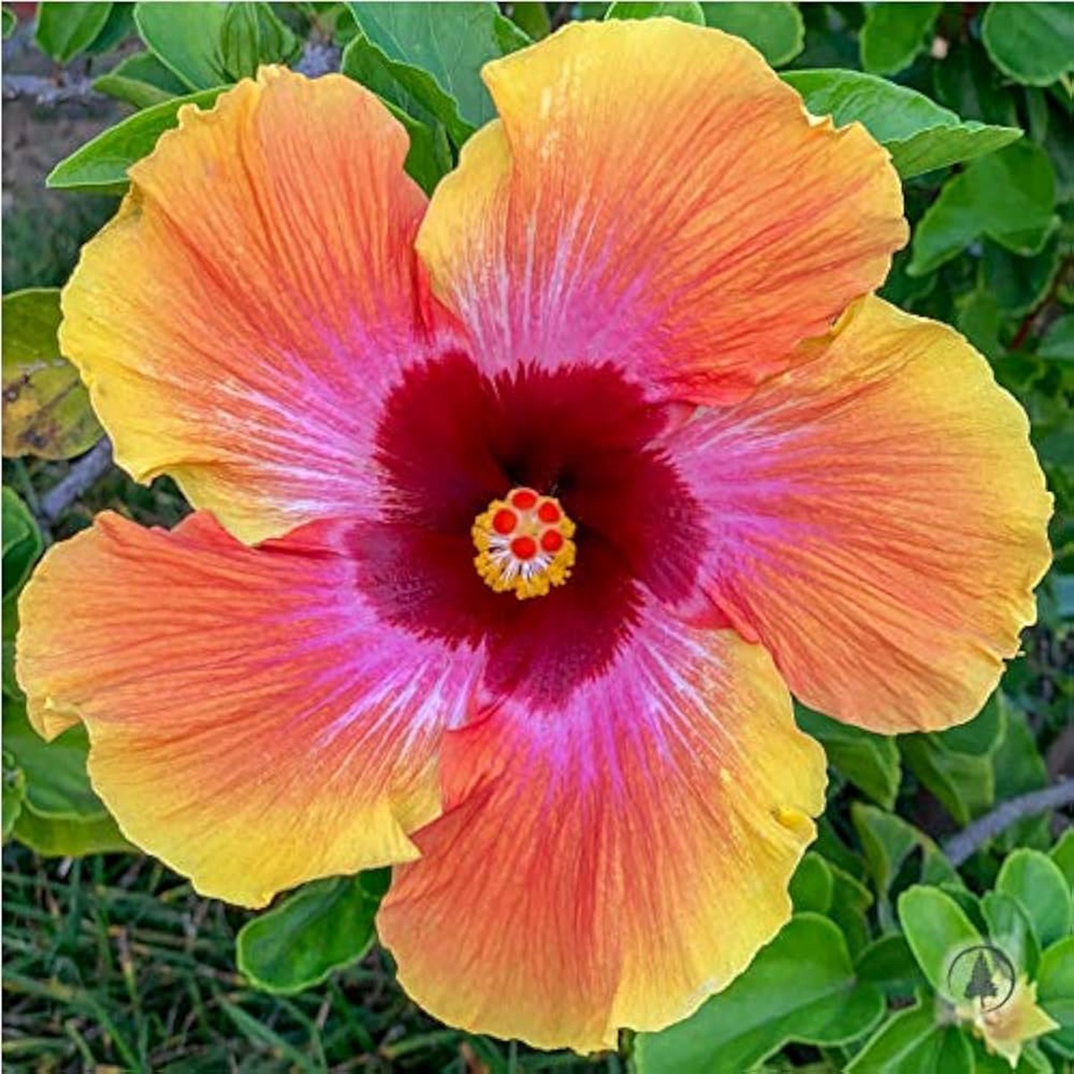 Orange Pink Hibiscus Hibiscus Rosa Sinensis Rare Exotic Flower For Planting Ideal For Decorative