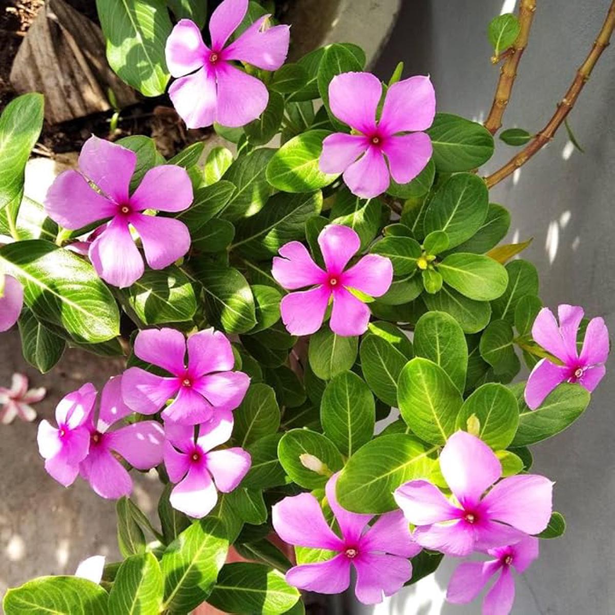 Organic Heirloom Non-GMO Vinca Seeds for Planting Fresh Vibrant Garden Blooms