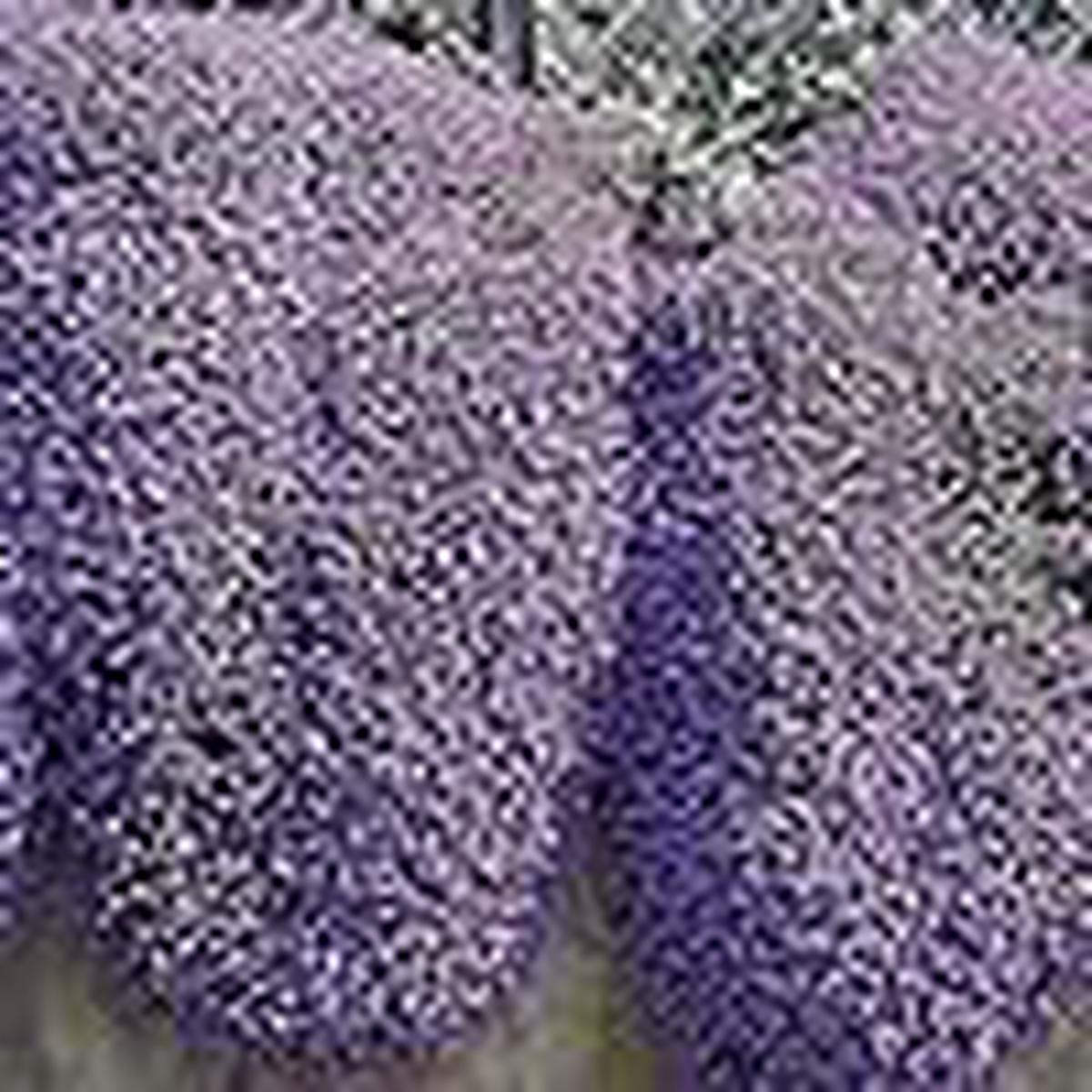 Pale Blue Rock Cress Flower Seeds for Planting | Heirloom, Non-GMO, High Germination Ground Cover Garden Seeds