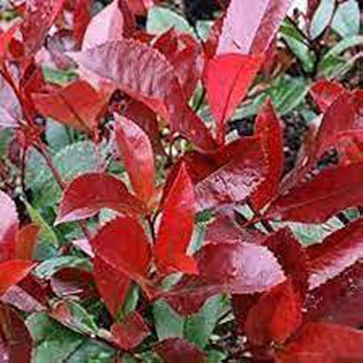 Photinia Serrulata Flower seeds for Planting - Cut Flower Favorite, Heirloom & GMO Free Seeds for Home Garden