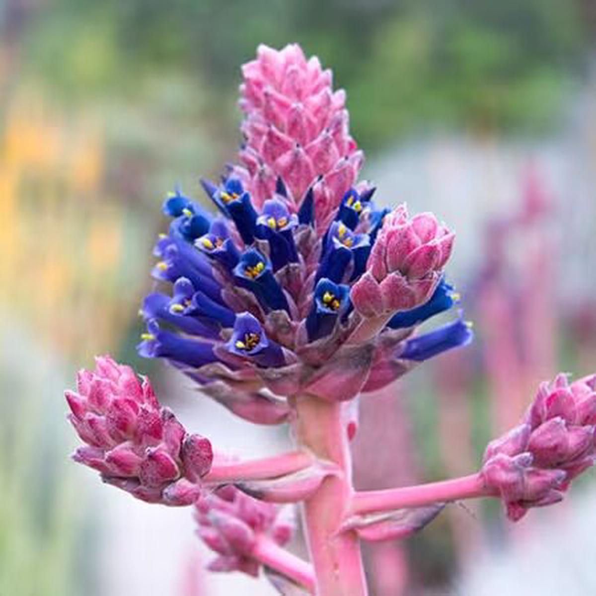 Pink Blue Puya Flower Seeds for Planting Sun Loving, Heirloom & Non-GMO Seeds for Home Garden