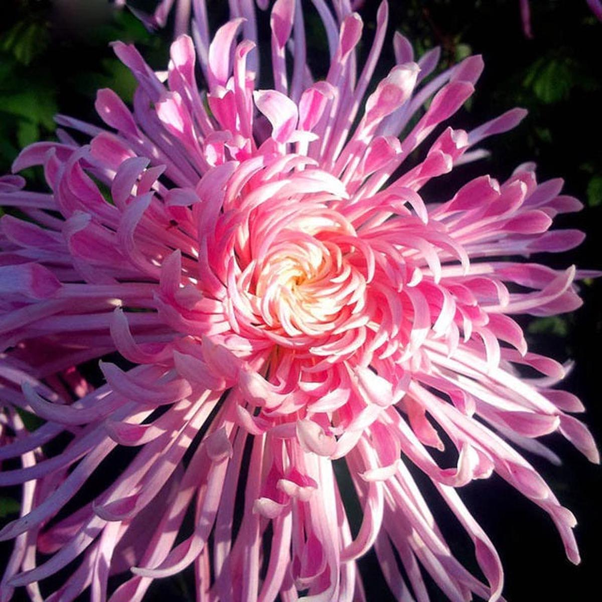 Pink Chrysanthemum Flower Seeds To your Seeding In pots