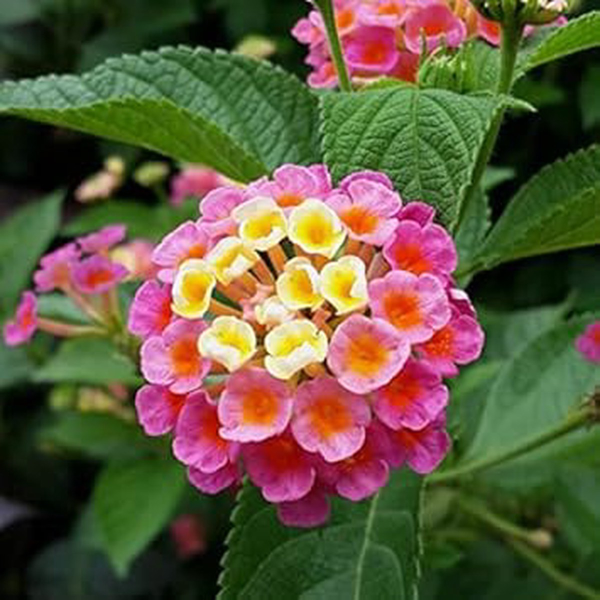 Pink Yellow Heirloom Non Gmo Lantana Flower For Butterfly Gardens And Colorful Outdoor Planting