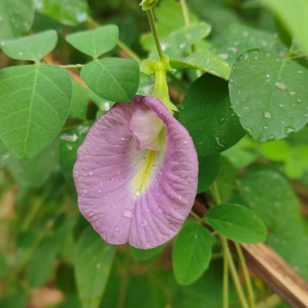 Purple Butterfly Pea Flower Seeds for Planting Heirloom, Non-GMO, Easy to Grow, Annual