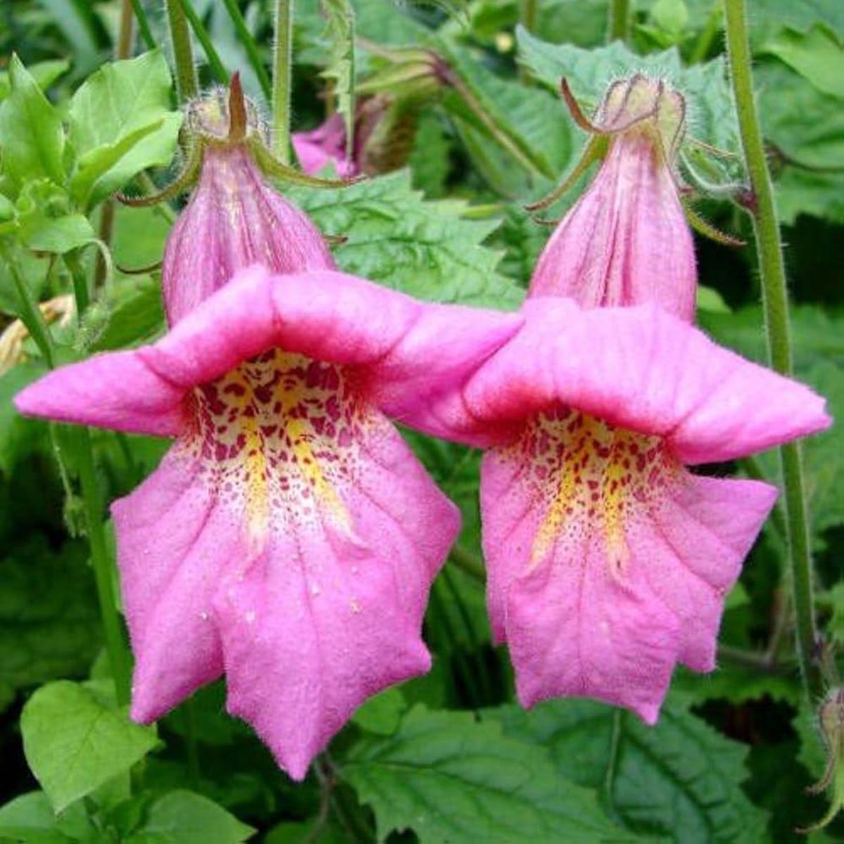 Purple Chinese Fingerhut Rosy Rehmannia Angulata Flower Seeds Home Garden Planting, Lush