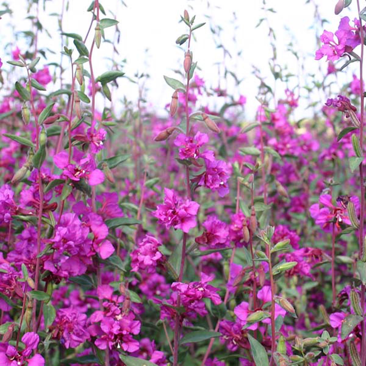 Purple Elegant Clarkia Flower Seeds for Planting Heirloom Non-GMO, High Germination Organic Garden Seeds