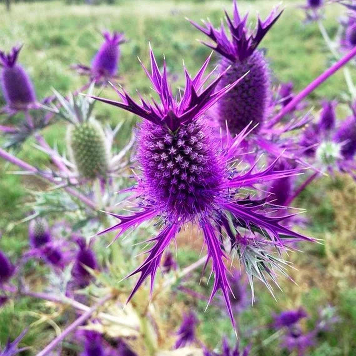 Purple Eryngium Flower Seeds for Planting Heirloom, Non-GMO, High Germination Organic Garden Seeds