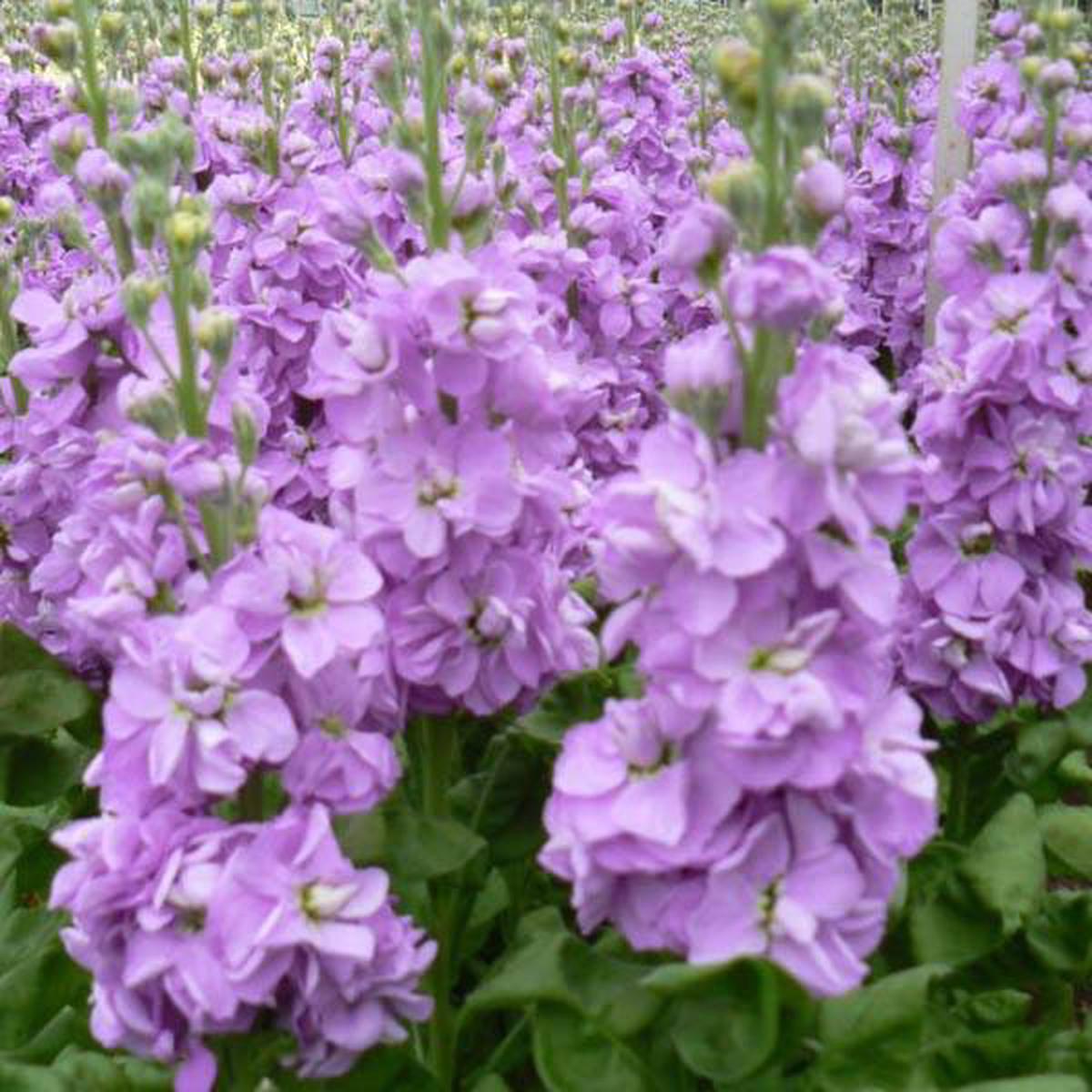 Purple Mini Matthiola Flower Seeds for Planting Heirloom, Non-GMO, High Germination Garden Seeds