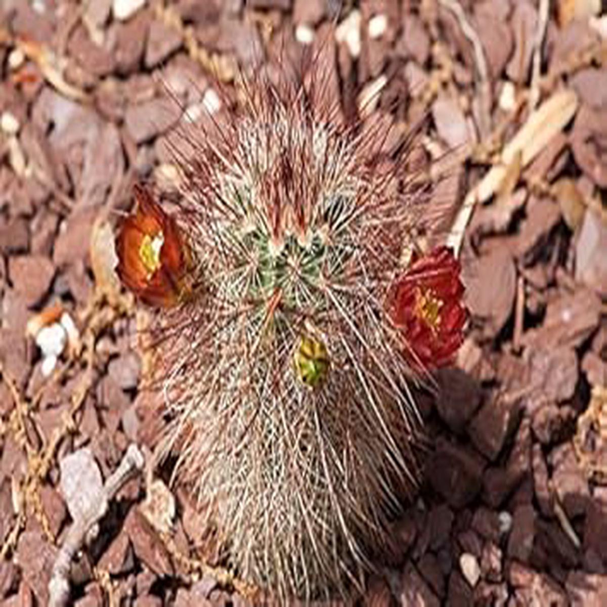 Red Echinocereus Russanthus Flower seeds for Planting - Premium Quality, Heirloom & GMO Free Seeds for Home Garden