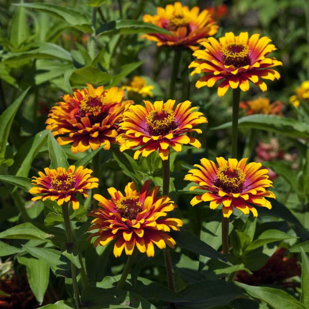 Red Yellow Zinnia Flower For Planting Bright Colorful Garden Blooms Flower Seeds for Home Garden