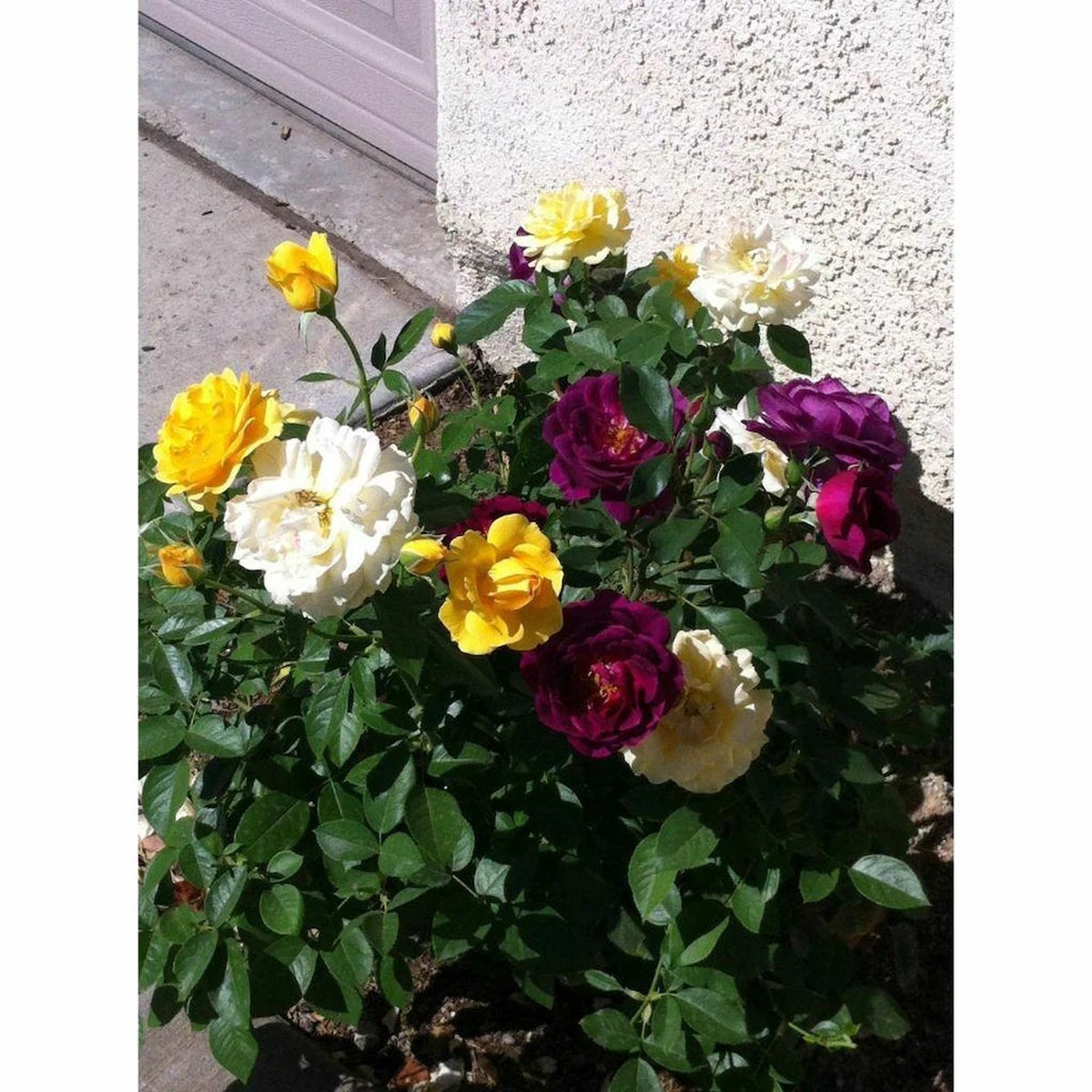 Rose Mixed Color Flower For Planting Heirloom Non Gmo Flower Seeds for Home Garden Planting,