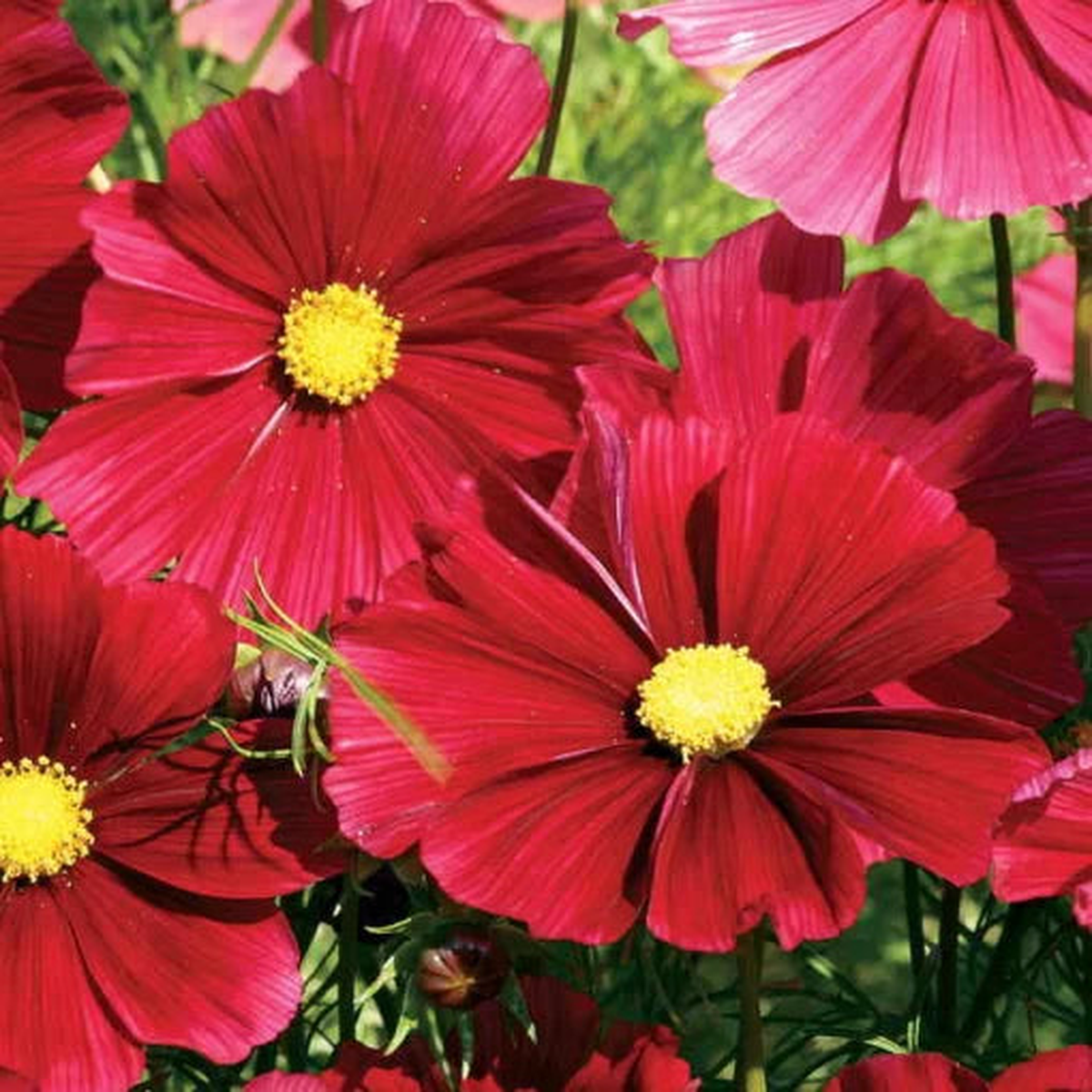 Rubenza Cosmos Seeds | Deep Wine-Red Cosmos Flowers Heirloom, Non-GMO, High Germination Organic Garden Seeds