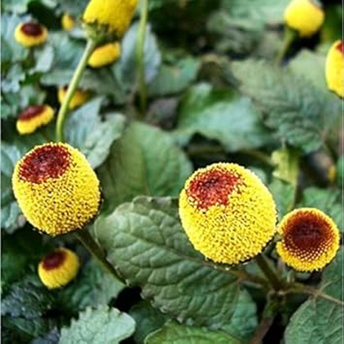 Spilanthes Oleracea Flower Seeds Heirloom, Non-GMO, Sun Loving Organic Garden Seeds for Planting