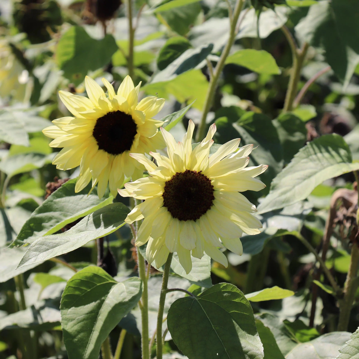 Sunflower Buttercream Flower Seeds Heirloom, Non-GMO, High Germination Organic Garden Seeds for Planting