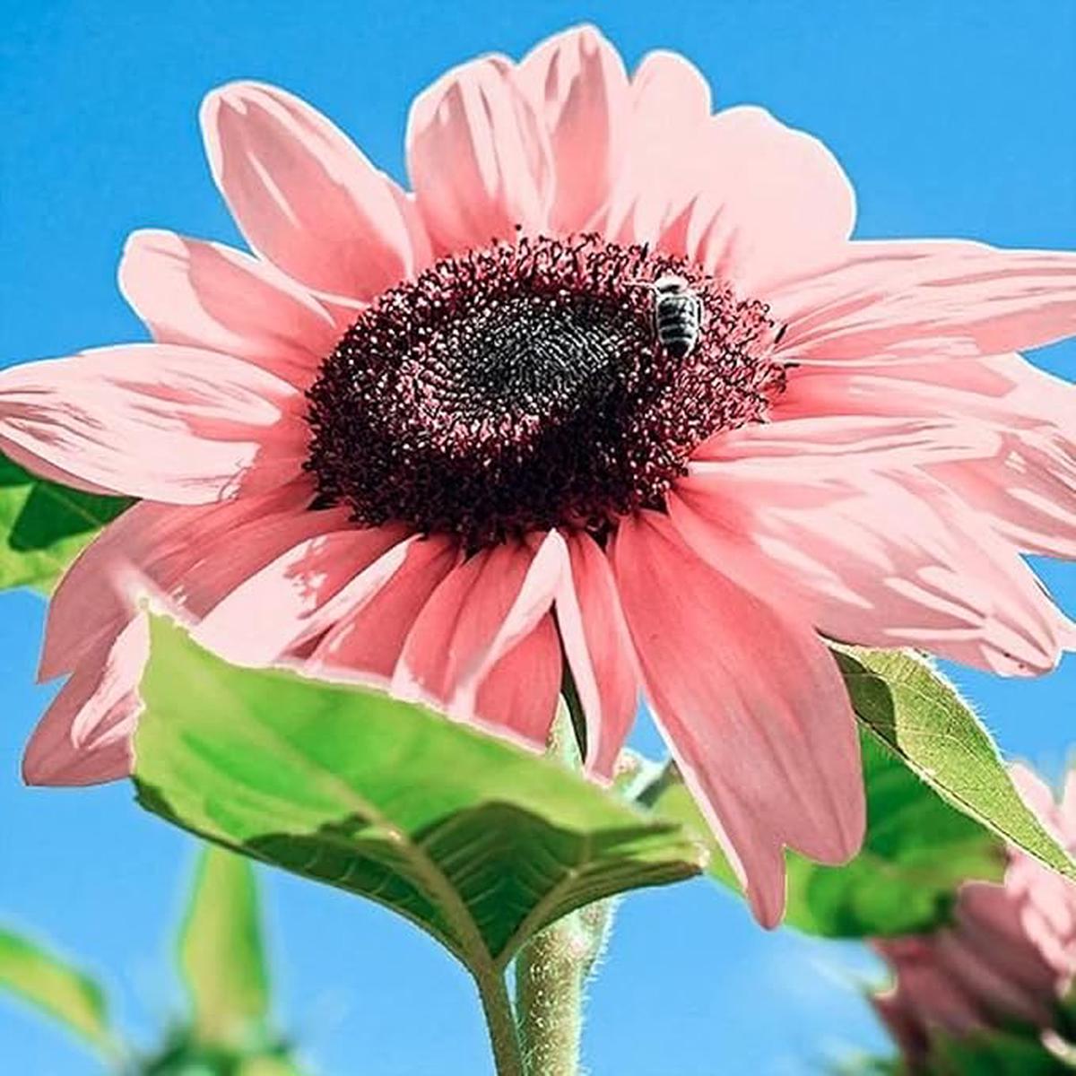Sunflower Flower Seeds for Planting Heirloom, Non-GMO, Seasonal Bloomer, High Germination