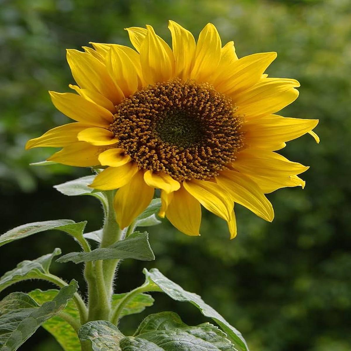Sunflower Organic Helianthus Annuus Seeds