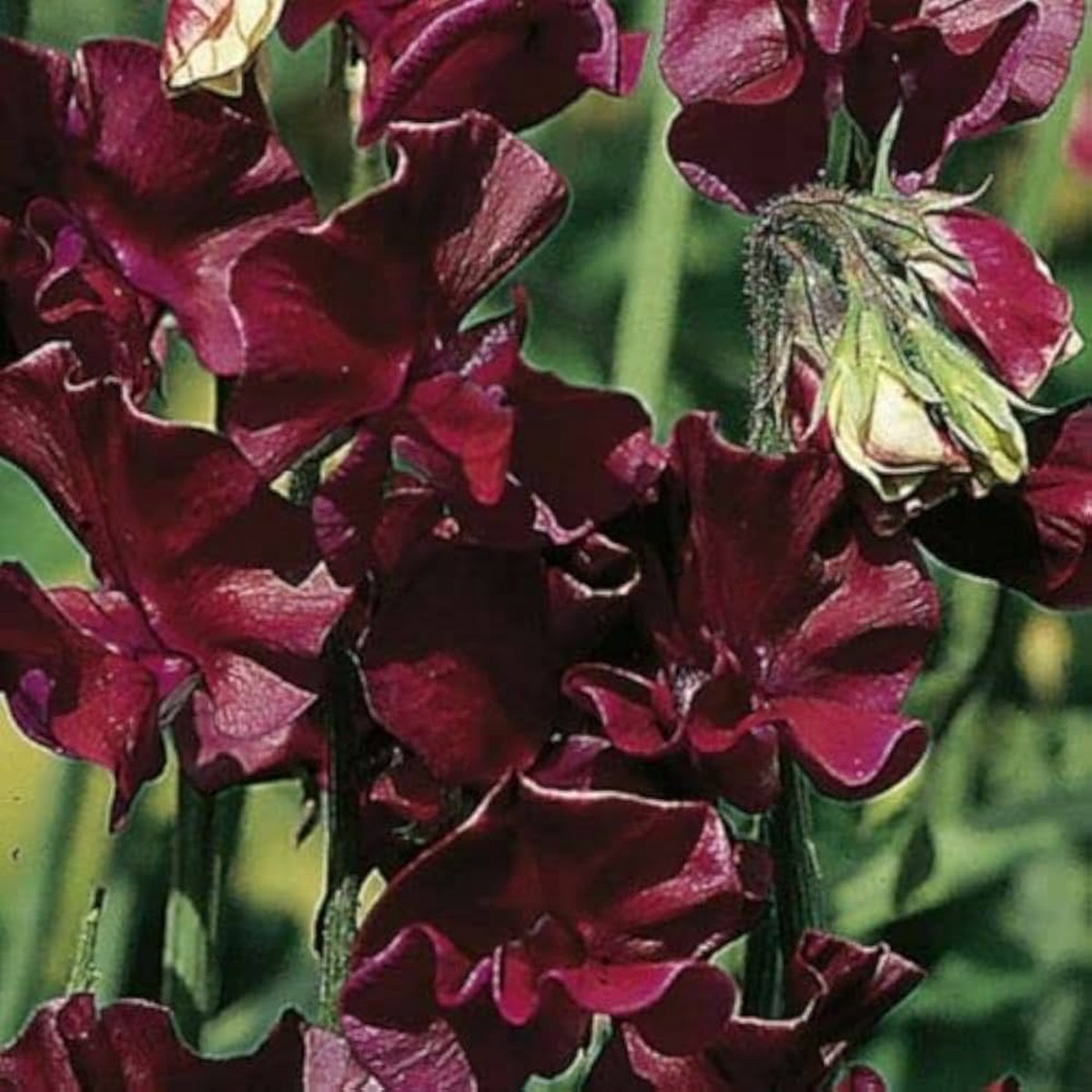 Sweet Pea Winter Elegance Burgundy Elegant Climbing Flower Seeds