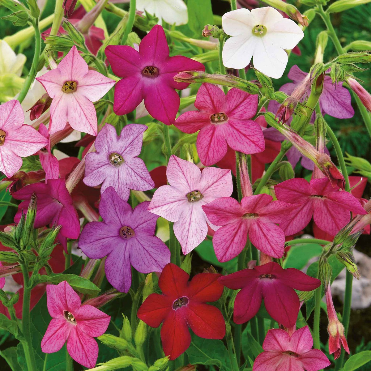 Tobacco Seeds - Sensation Mix