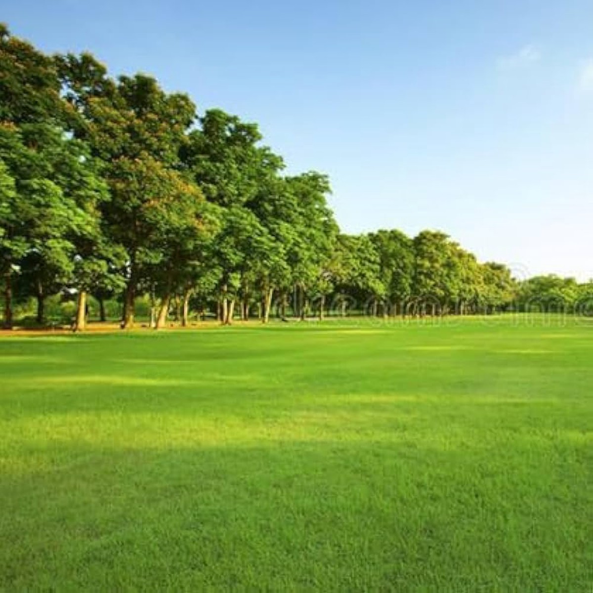 Turfgrass Evergreen Lawn Golf Villa Fields Flower Seeds Home Garden Planting, Fragrant Organic