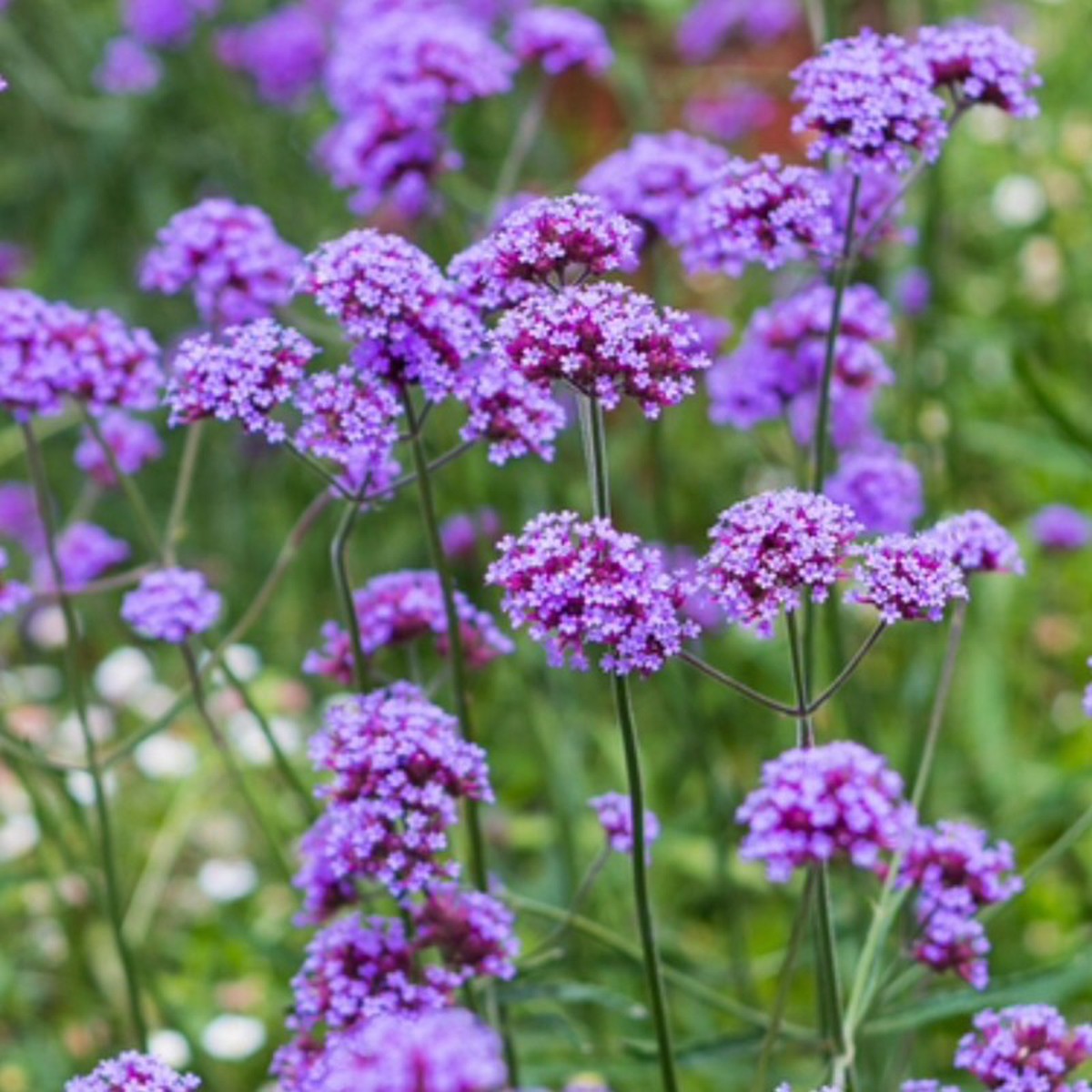 Verbena Flower Seeds for Planting - 100 pcs