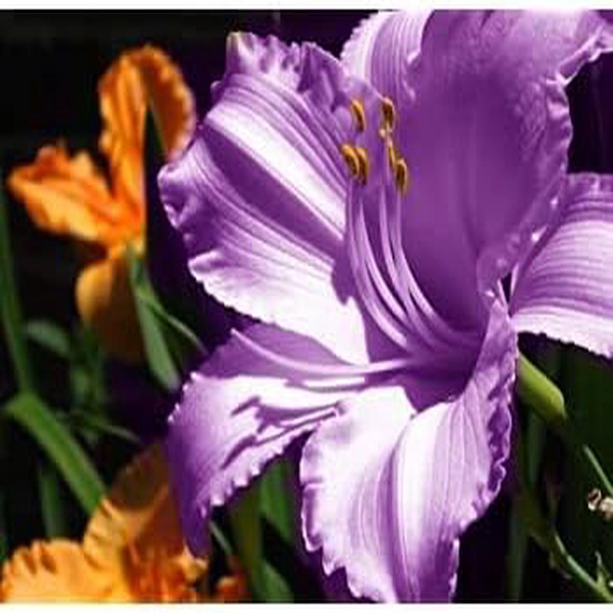 Violet Amaryllis Barbados Seeds for Planting Heirloom, Non-GMO, High Germination, Organic Garden Seeds for Exotic Blooms