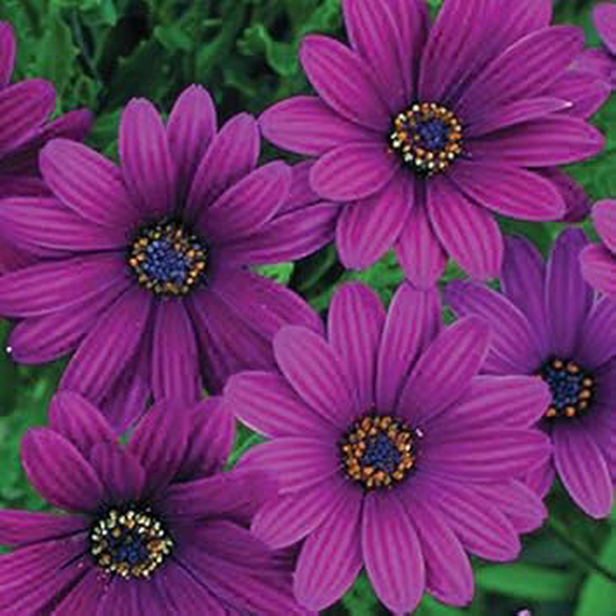 Violet Osteospermum Flower Seeds Heirloom Non-GMO High Germination Organic Daisy Seeds for Planting