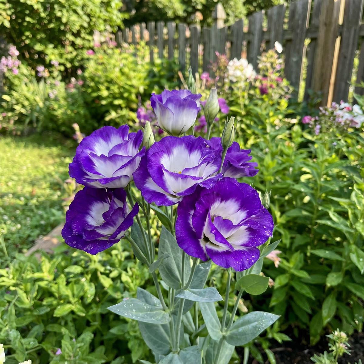 Violet White Lisianthus Flower Seeds for Vibrant Floral Displays - Perfect for Planting in Gardens and Containers