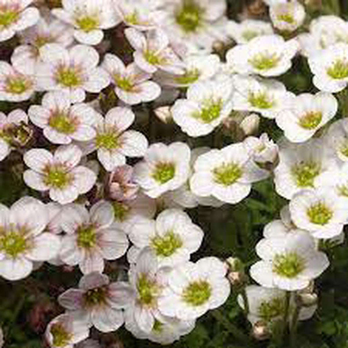 White Blush Saxifraga Flower Seeds for Planting Seasonal Bloomer, Heirloom, Non-GMO, High Germination Organic Seeds