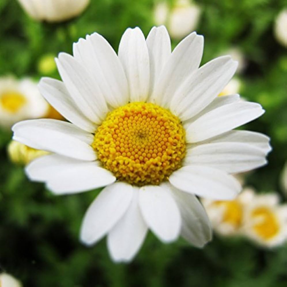 White Chrysanthemum Paludosum Flower Summer Garden Flower Seeds Home Garden Planting,