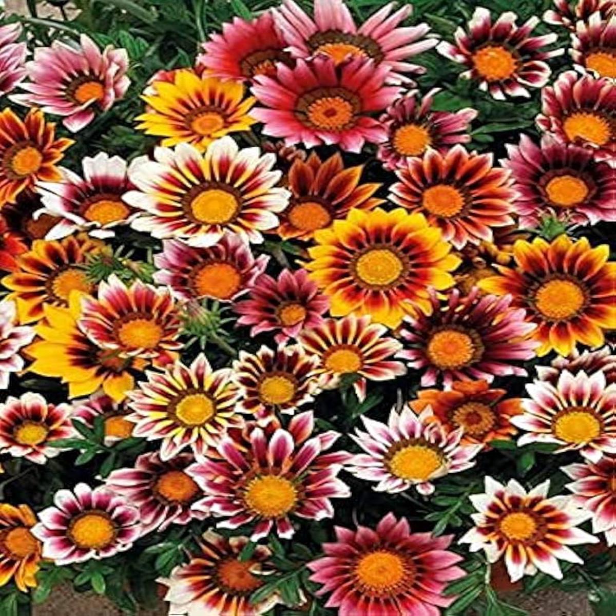 White Orange Gazania Flower seeds for Planting - Premium Quality, Heirloom & GMO Free Seeds for Home Garden