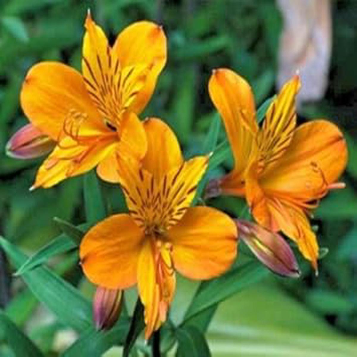 Yellow Alstroemeria Flower Seeds for Planting Vibrant Colors Heirloom Non-GMO Seeds
