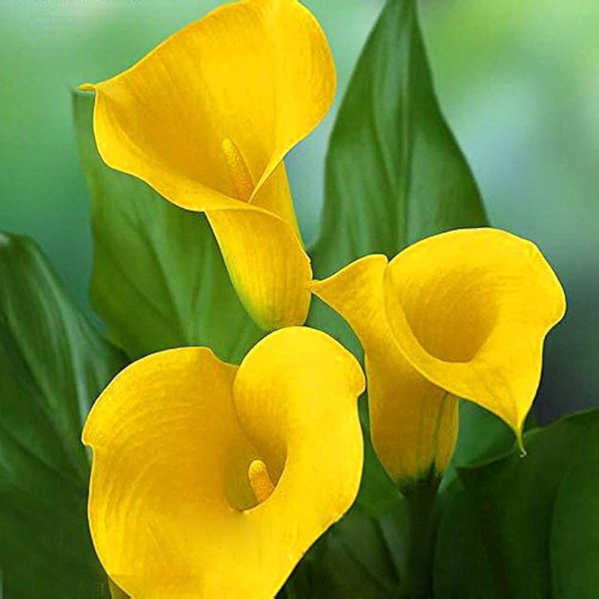 Yellow Calla Seeds for Planting Organic, Heirloom, Non-GMO, High Germination Organic Garden Seeds
