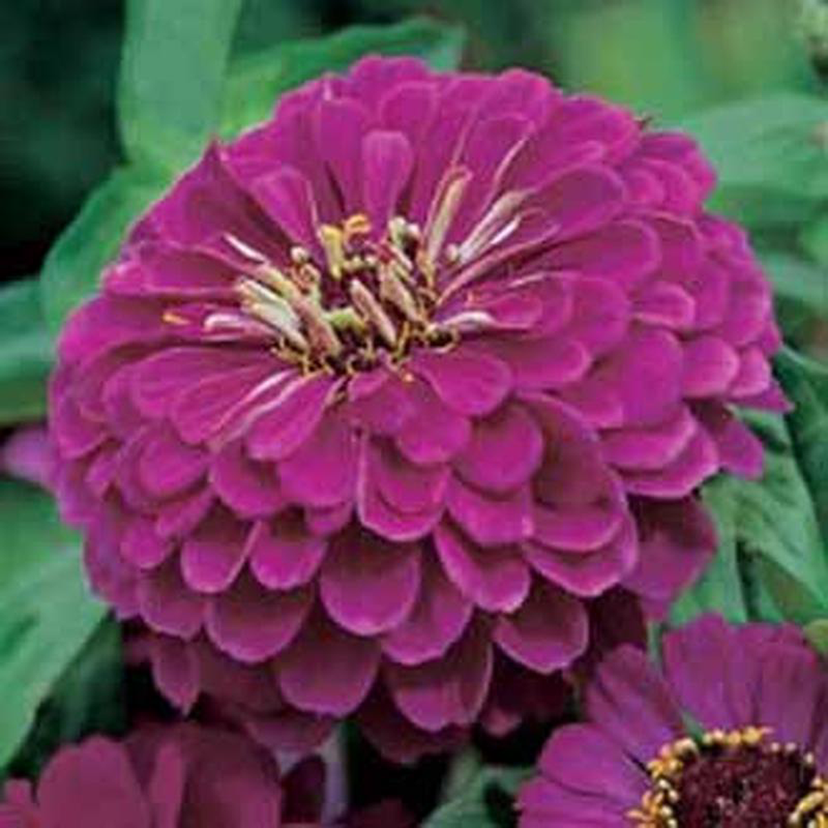 ZINNIA Purple Prince