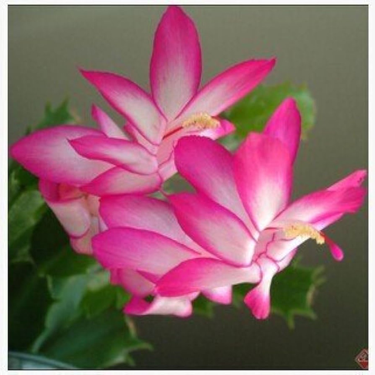 Zygocactus Schlumbergera Truncata Rainbow Flower For Planting Rare Succulent For Indoor Pots