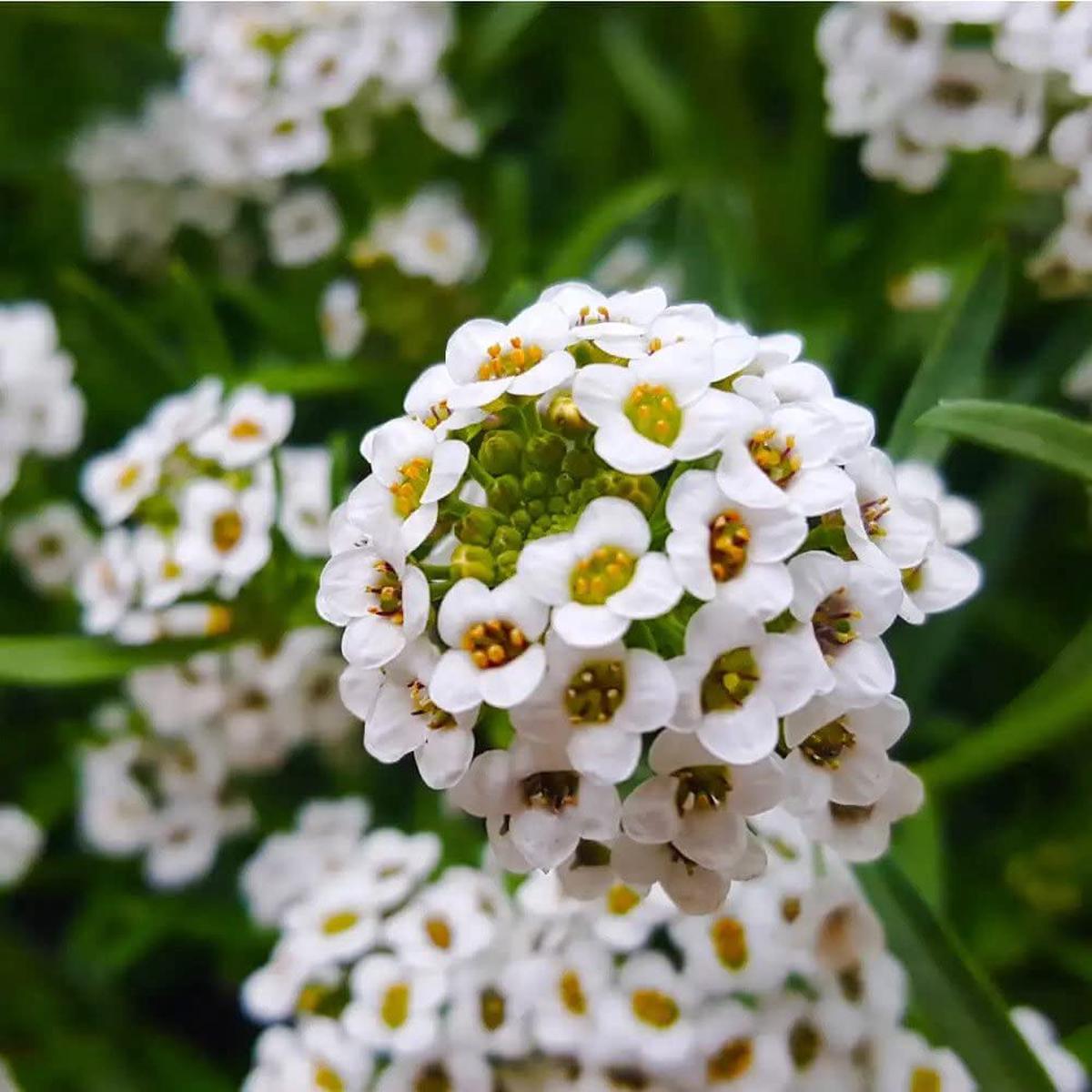 Alyssum Flower Seeds for Planting Garden Bed