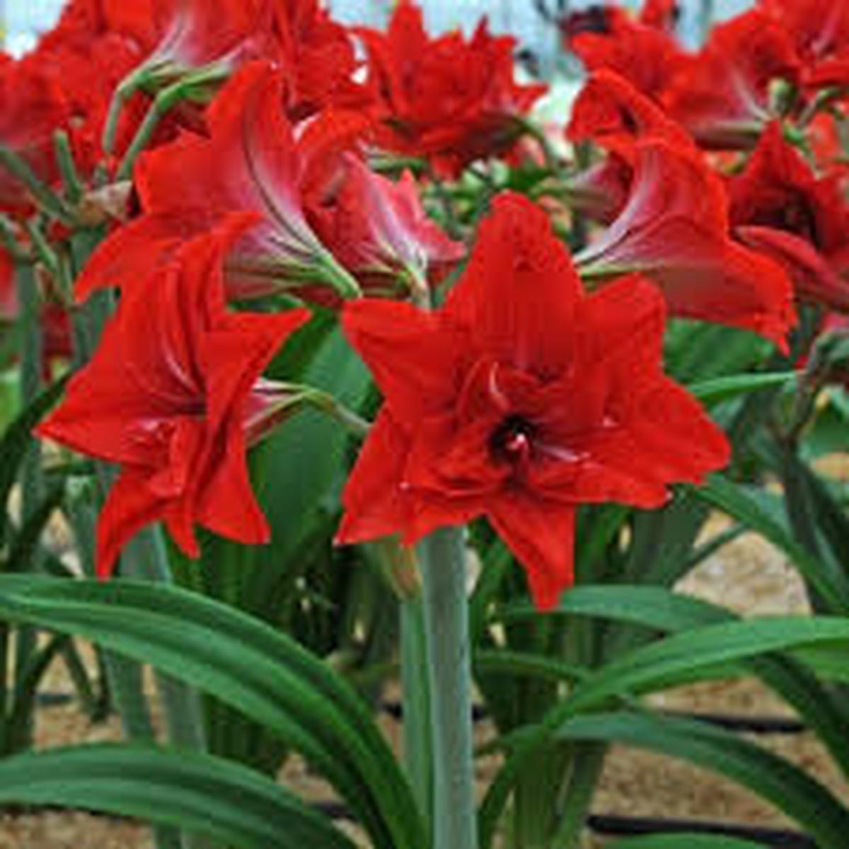 Amaryllis Hippeastrum spp. Flower Seeds for Planting - Perfect for Home Garden & Flower Bed
