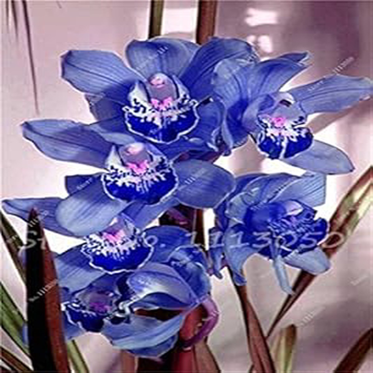 Blue Cymbidium Flower seeds for Planting Long Bloom Season Heirloom & GMO Free Seeds for Home Garden Sale