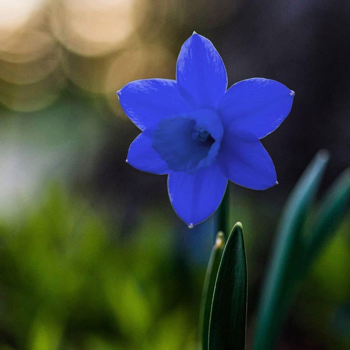 Blue Daffodil Flower Seeds for Planting Heirloom, Non-GMO, High Germination Vibrant Organic Garden Seeds