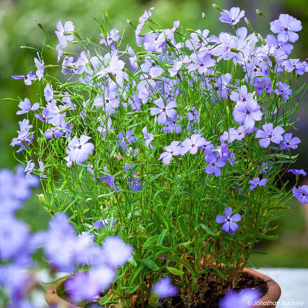 Blue Oculata Flower Seeds for Planting Heirloom Non-GMO, High Germination Organic Garden Seeds