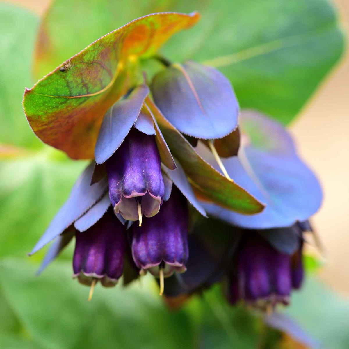 Bulk Honeywort Seeds - Purple