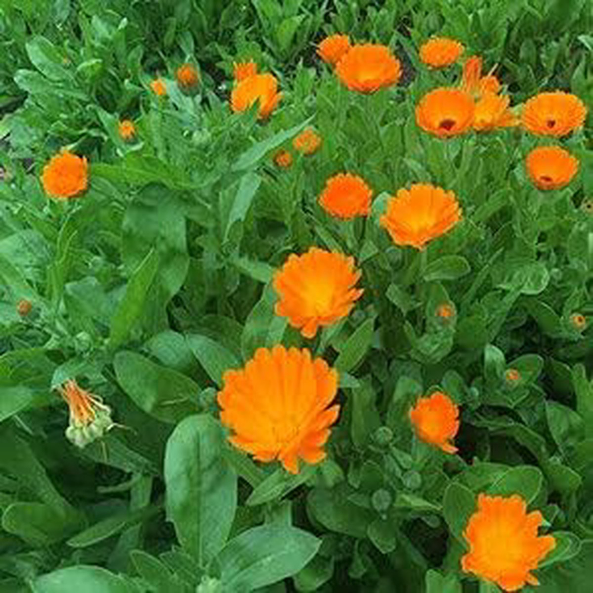 Calendula Flower - Heirloom, Non - Gmo Seeds