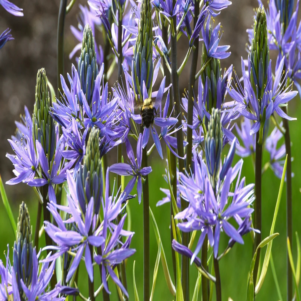 Camassia Flower Seeds for Planting Heirloom, Non-GMO, High Germination Organic Garden Seeds