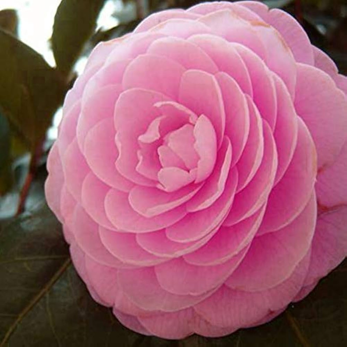 Camellia Bonsai Bag Rare Flower With A Free Gift Home Garden Flower Seeds Home Garden