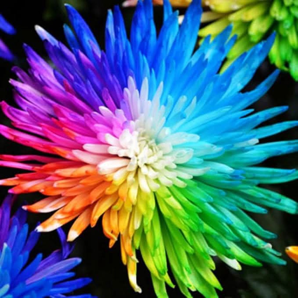Chrysanthemum Rainbow Mixed Colors Rare Flower Flower Seeds for Home Garden Planting, Landscape